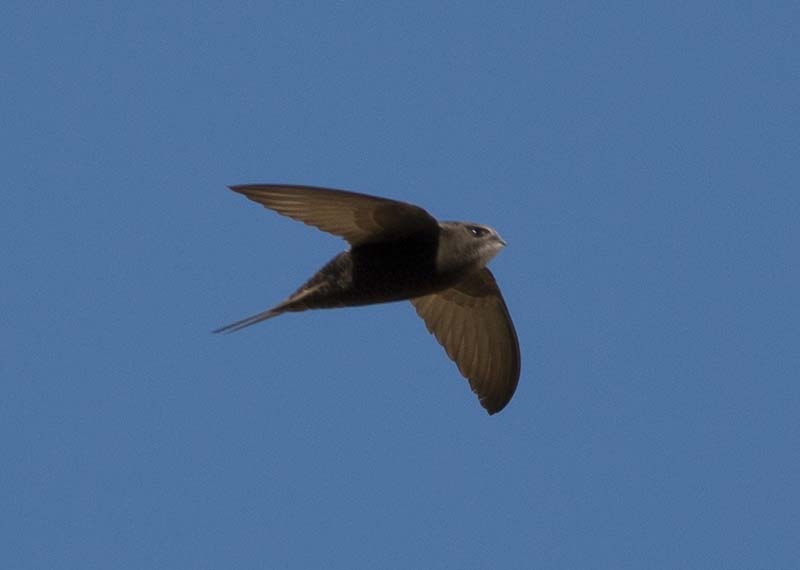 Pallid Swift